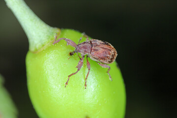 Anthonomus Furcipes rectirostris or cherry weevil, stone fruit weevil is a major pests of cherry trees Prunus avium, cerasus, mahaleb, padus, spinosa. -