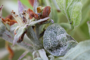 Primary infection of powdery mildew (Podosphaera leucotricha) on apple leaves and flowers.