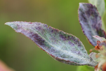 Naklejka na ściany i meble Primary infection of powdery mildew (Podosphaera leucotricha) on apple leaves and flowers.