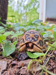 turtle on the grass