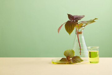 An erlenmeyer flask, petri dish and beaker of fresh beefsteak leaves with yellow solutions. Blank...