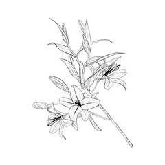 Vector illustration of big branch of a blooming lily. Black outline of petals, stems, leaves, buds, graphic drawing. For postcards, design, decoration, prints, posters, stickers, souvenirs, tattoos