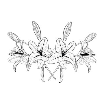Vector illustration of composition from lily flowers heads in full bloom and buds. Black outline of petals, graphic drawing. For postcards, design, decoration, prints, posters, stickers, souvenirs