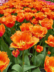 Close-up of unique orange tulips at Keukenhof, Netherlands