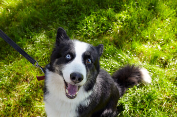 Siberian laika in autumn park. Dog on nature walk