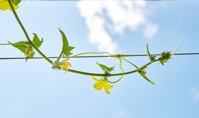 Natural cucumber grows in a greenhouse. Growing fresh vegetables on sky background