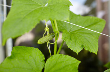 Natural cucumber grows in a greenhouse. Growing fresh vegetables in a greenhouse
