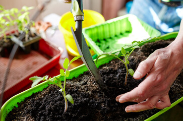 Old man gardening in home greenhouse. Men's hands planting tomato seedlings in the soil, selective focus. Planting and gardening at springtime