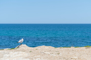 Seagull as a symbol of the rest on sea and beach