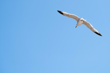 Seagull as a symbol of the rest on sea and beach