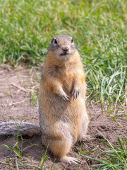 Naklejka na ściany i meble Prairie dog standing on its hind legs and looking at the camera