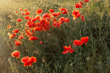 Poppies in a wild field during a summer sunset - 618404699
