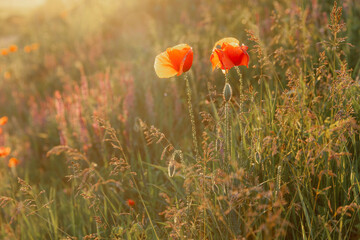 Poppies in a wild field during a summer sunset - 618405299
