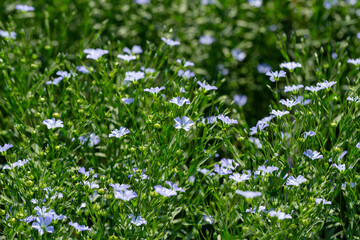 Flax linseed flower and flaxseed plant blossom field. Linum usitatissimum or common flax flower, linseed, flaxseed oil crop. Close up of blue flax seed flower in linseed garden