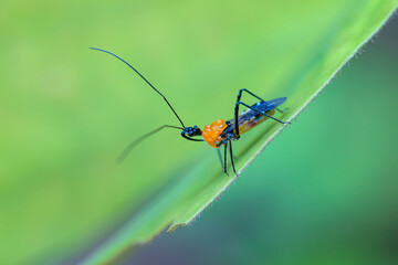 The fly insect on green leaf