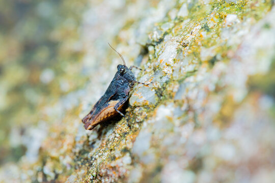 The grasshopper on the tree