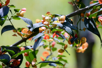 The chinese hat in nature