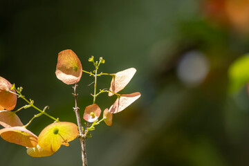 The chinese hat in nature