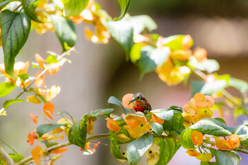 The Crimson Sunbird on the the wild flower