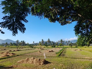 Fototapeta na wymiar Natural landscapes, rice paddies, trees, and skies in Lombok Island, Indonesia.