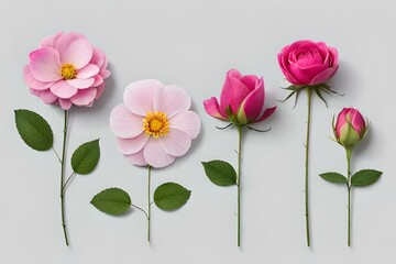  collection of  pink wild rose flowers, bud and leaf 