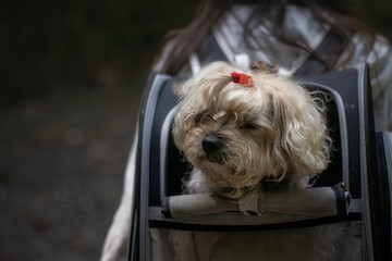 Perro en transportin