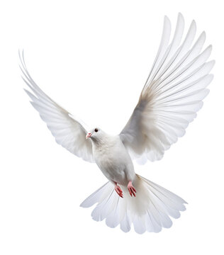 white dove isolated on transparent background 