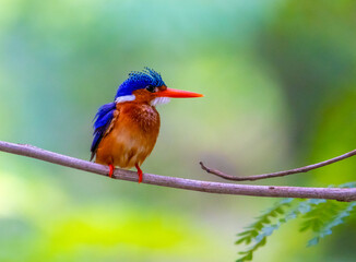 Malachite kingfisher