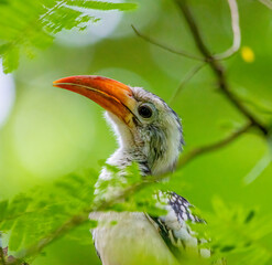 Red-billed hornbill