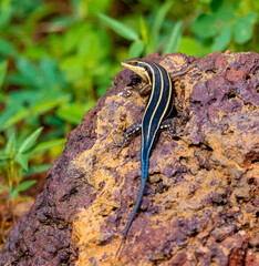 Blue-tailed skink
