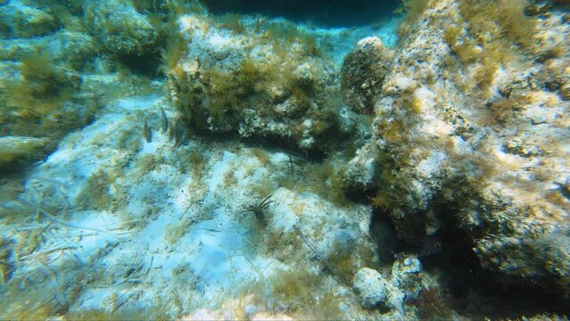 Underwater video of flock of marbled spinefoot fish swimming over rocks in the sea. Crete. Greece