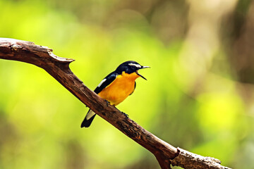Yellow-rumped Flycatcher on a branch
