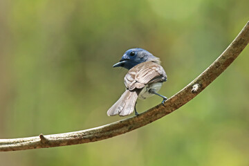 Black-naped Monarch on a branch
