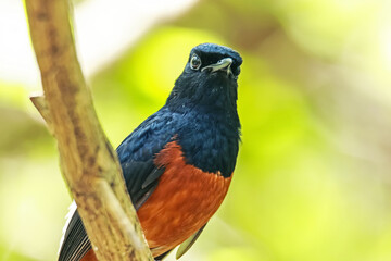 White-rumped Shama  on a branch