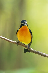 Yellow-rumped Flycatcher on a branch