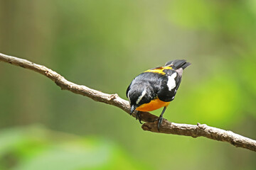 Yellow-rumped Flycatcher on a branch