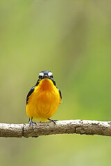 Yellow-rumped Flycatcher on a branch