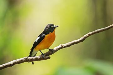 Yellow-rumped Flycatcher on a branch