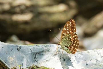butterfly on a ground