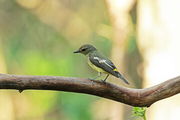 Female Yellow-rumped Flycatcher on a branch