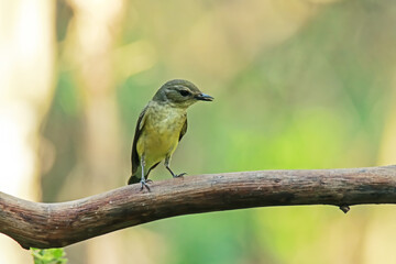 Female Yellow-rumped Flycatcher on a branch