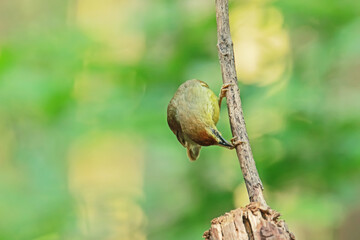 Racket-tailed Treepie on a branch
