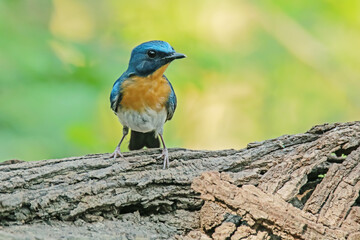 Tickell's Blue Flycatcher on a branch