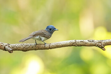Black-naped Monarch on a branch
