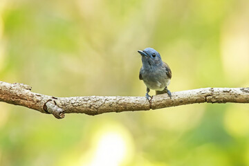 Black-naped Monarch on a branch