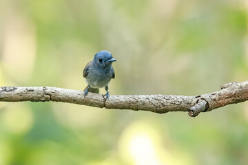 Black-naped Monarch on a branch
