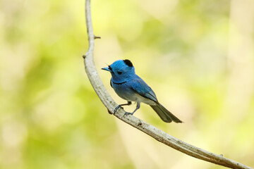 Black-naped Monarch on a branch