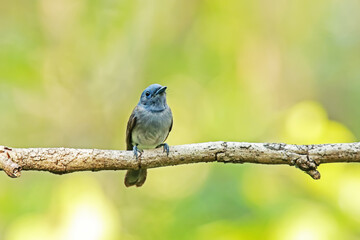 Black-naped Monarch on a branch