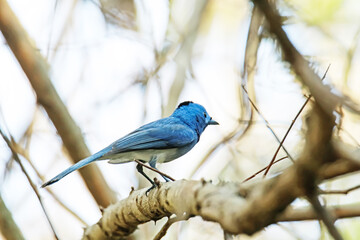 Black-naped Monarch on a branch