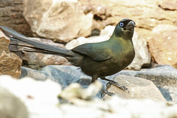 Racket-tailed Treepie on a ground